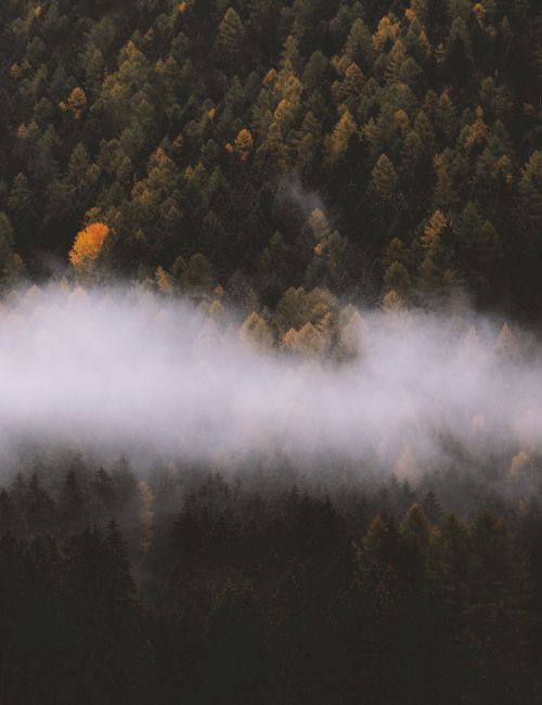 The image shows a dense forest with various shades of green and autumn-colored trees, partially covered by a layer of mist or fog.