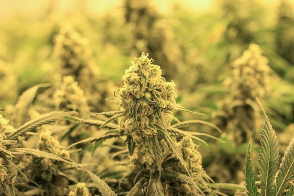 The image shows a close-up of several cannabis plants, with one prominent bud in focus, surrounded by green leaves under indoor growing lights.