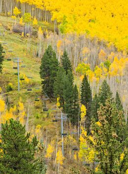 A scenic view of a hillside with vibrant autumn foliage, featuring green pine trees and ski lift towers scattered among the yellow leaves.